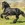 Game Fair 2012: in scena il cavallo, la razza Frisone